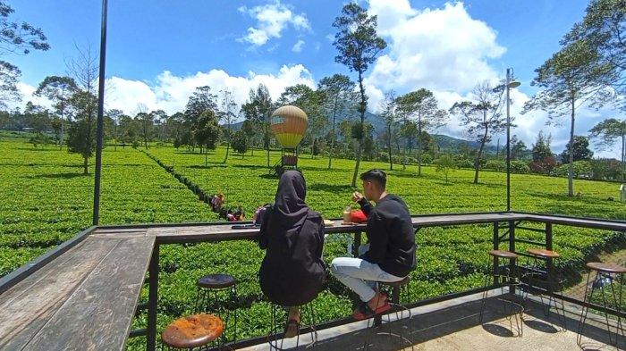 Tambi Tea Plantation